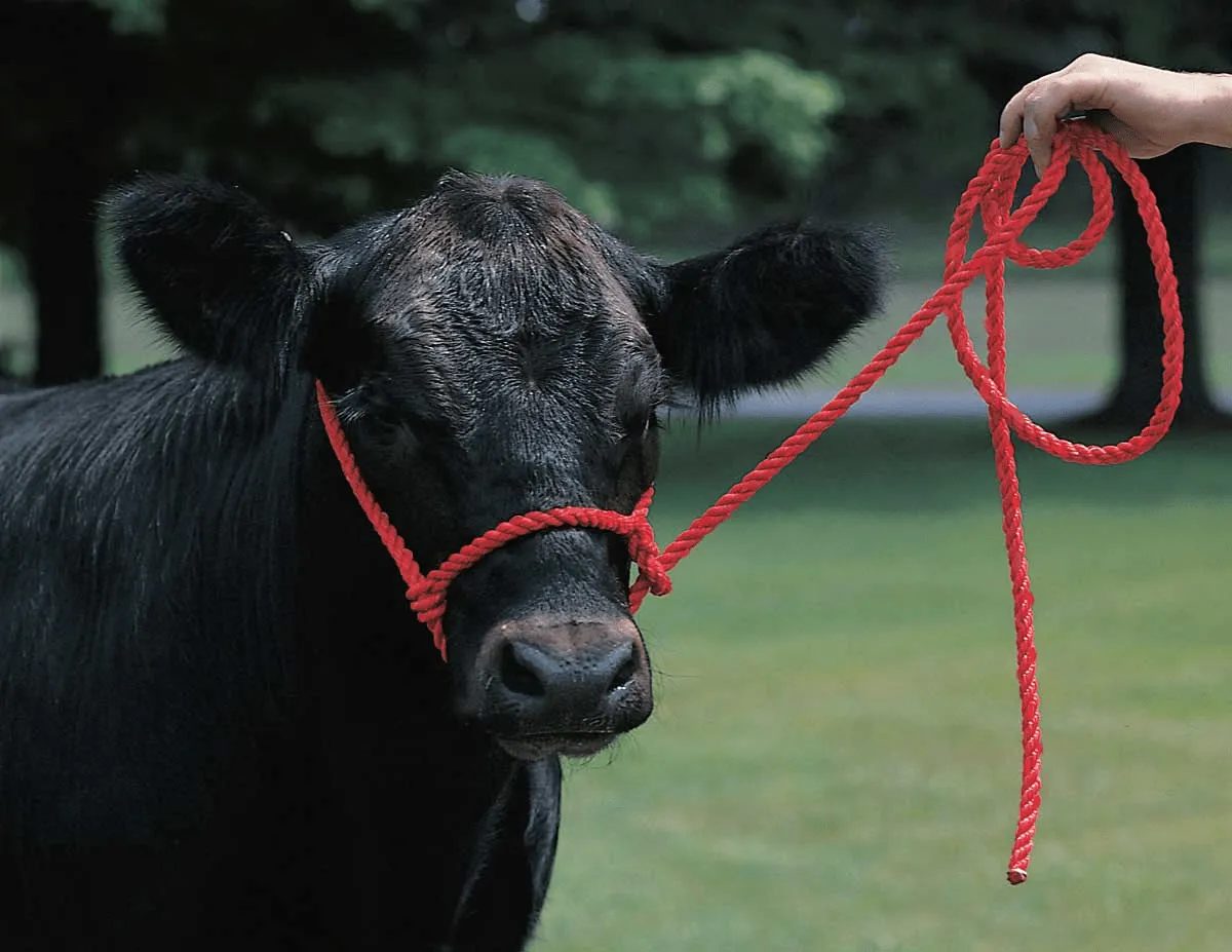 Weaver Poly Rope Cattle Halter with Lead